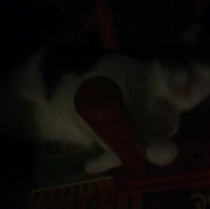 Meet your Posher, Eva